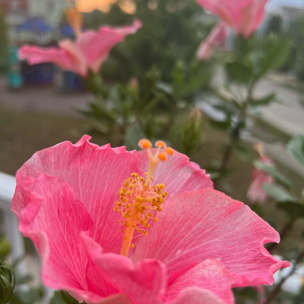 πΊ πΈπ§‘ Aloha π€π» - Picture 12 of 15